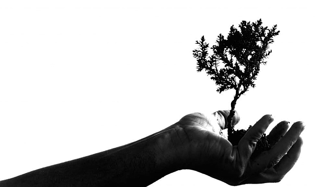 Cezayir bir milyon ağaçla yeniden yeşerecek